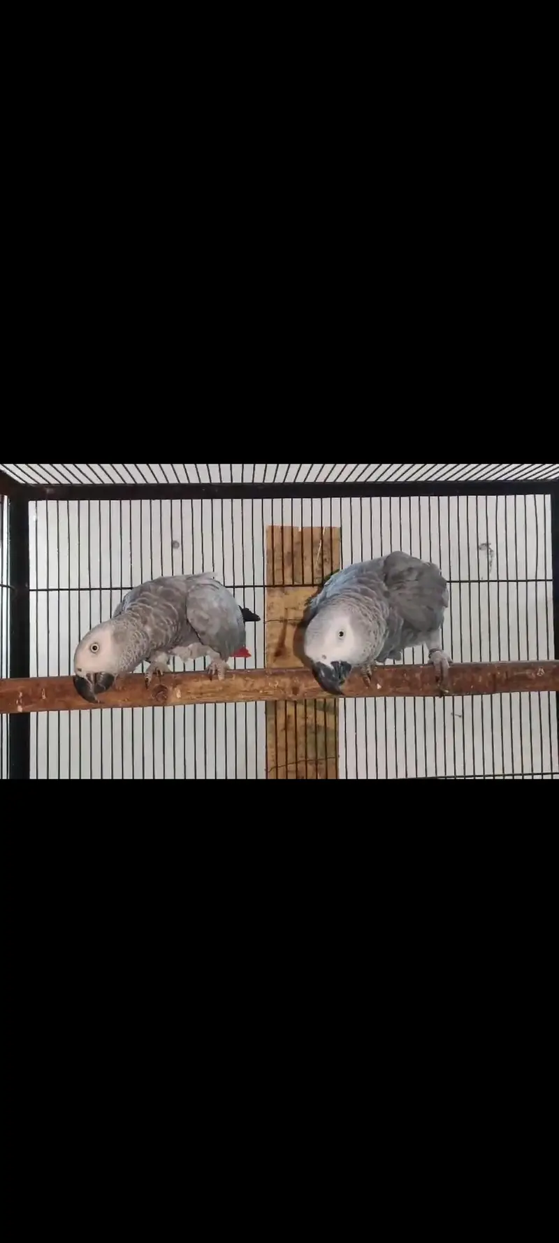 African gry breeder pair — photo 2