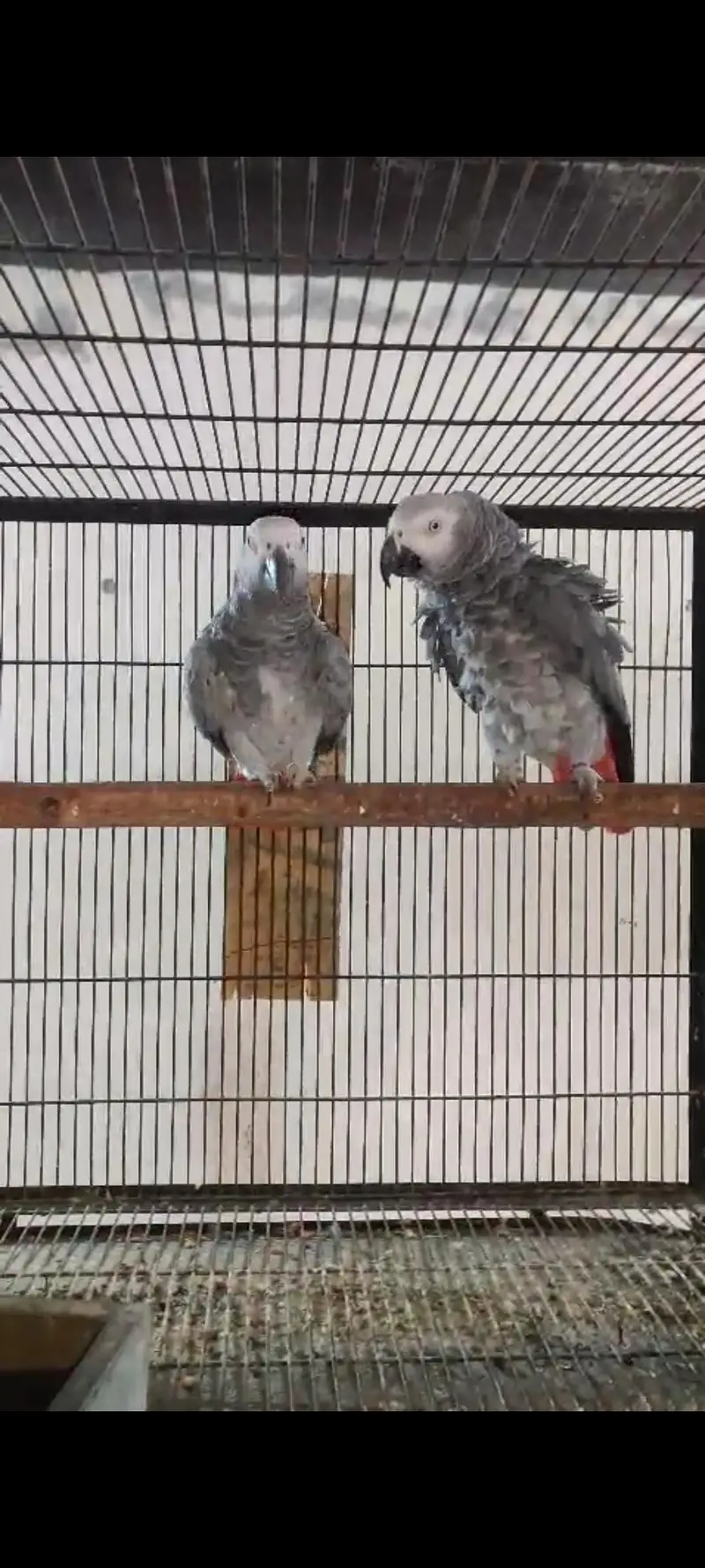African gry breeder pair — photo 3