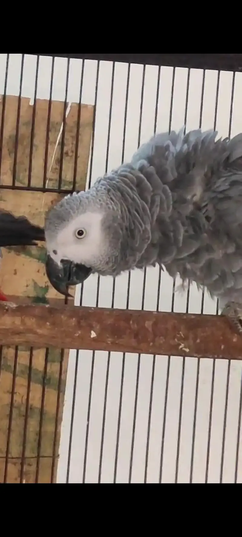 African gry breeder pair — photo 4