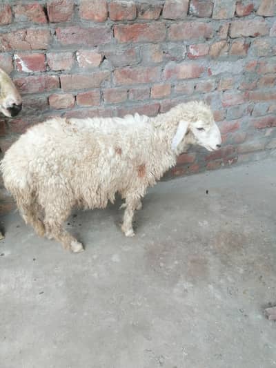 male dumba for sale