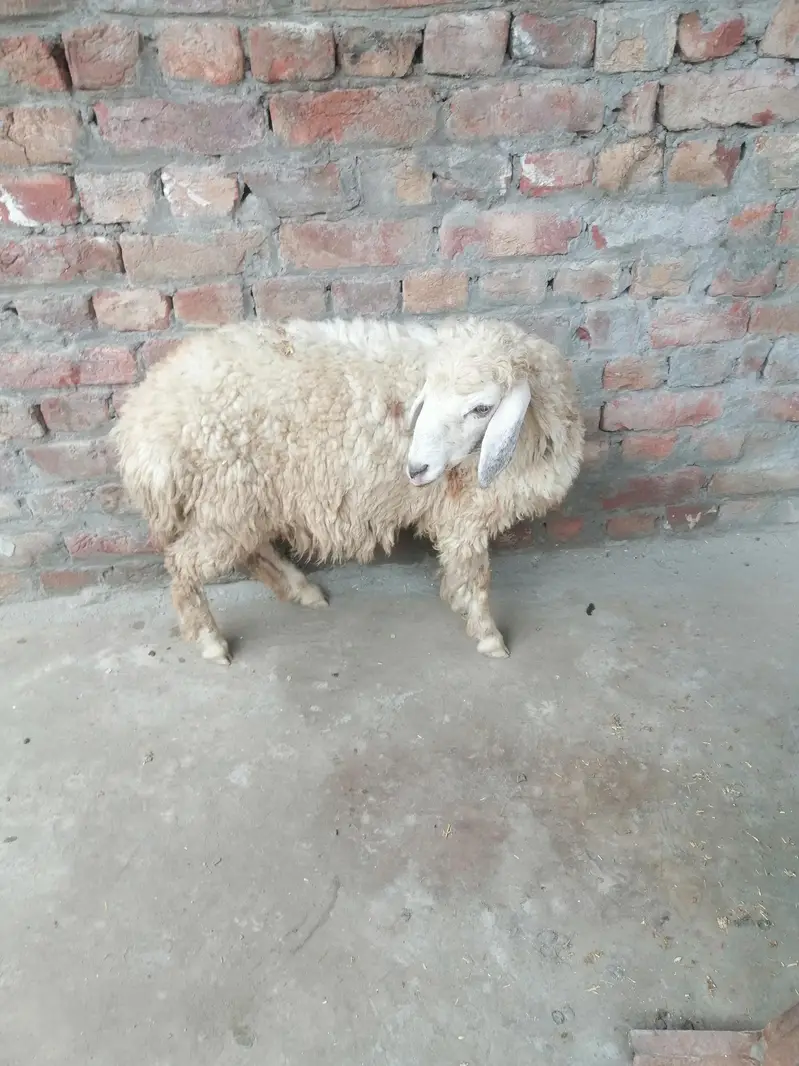 male dumba for sale — photo 2