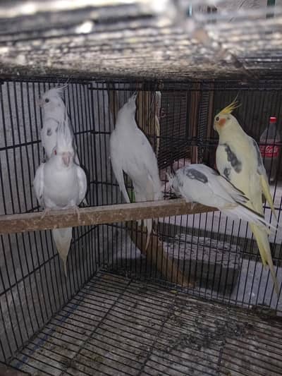 cocktail v paid or Love brids breeder pear