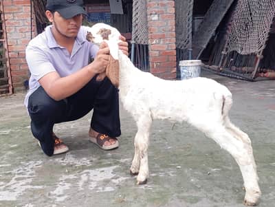 Female kid Dasi