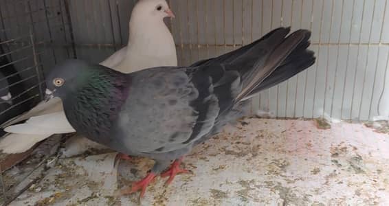 kabli pair for sale.