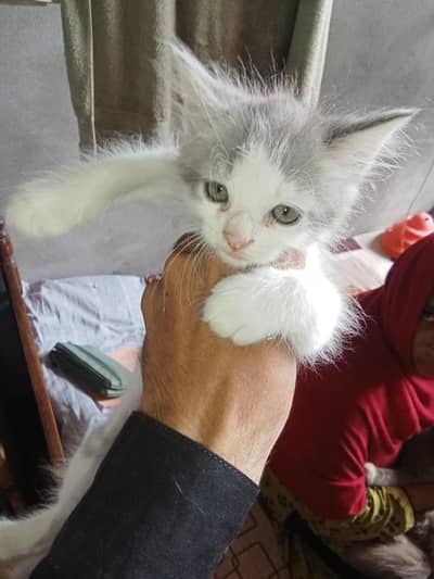 Persian kittens pair for sale