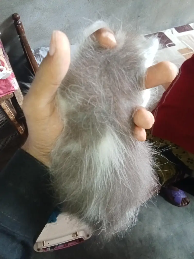 Persian kittens pair for sale — photo 2