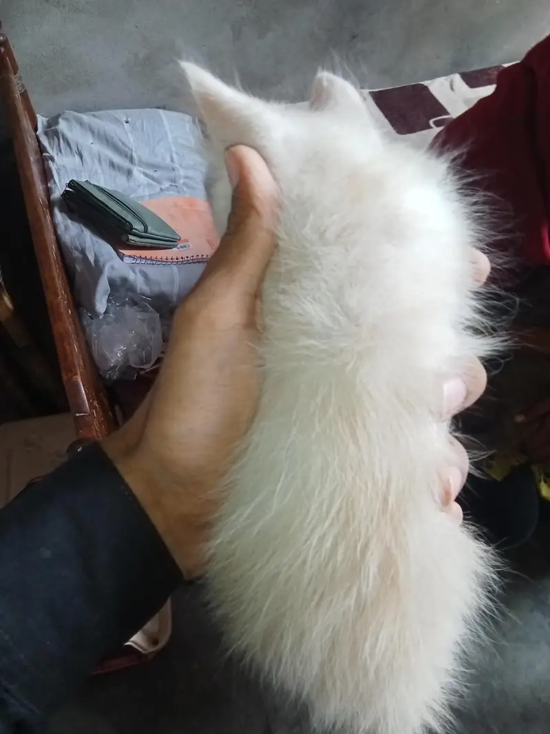 Persian kittens pair for sale — photo 3