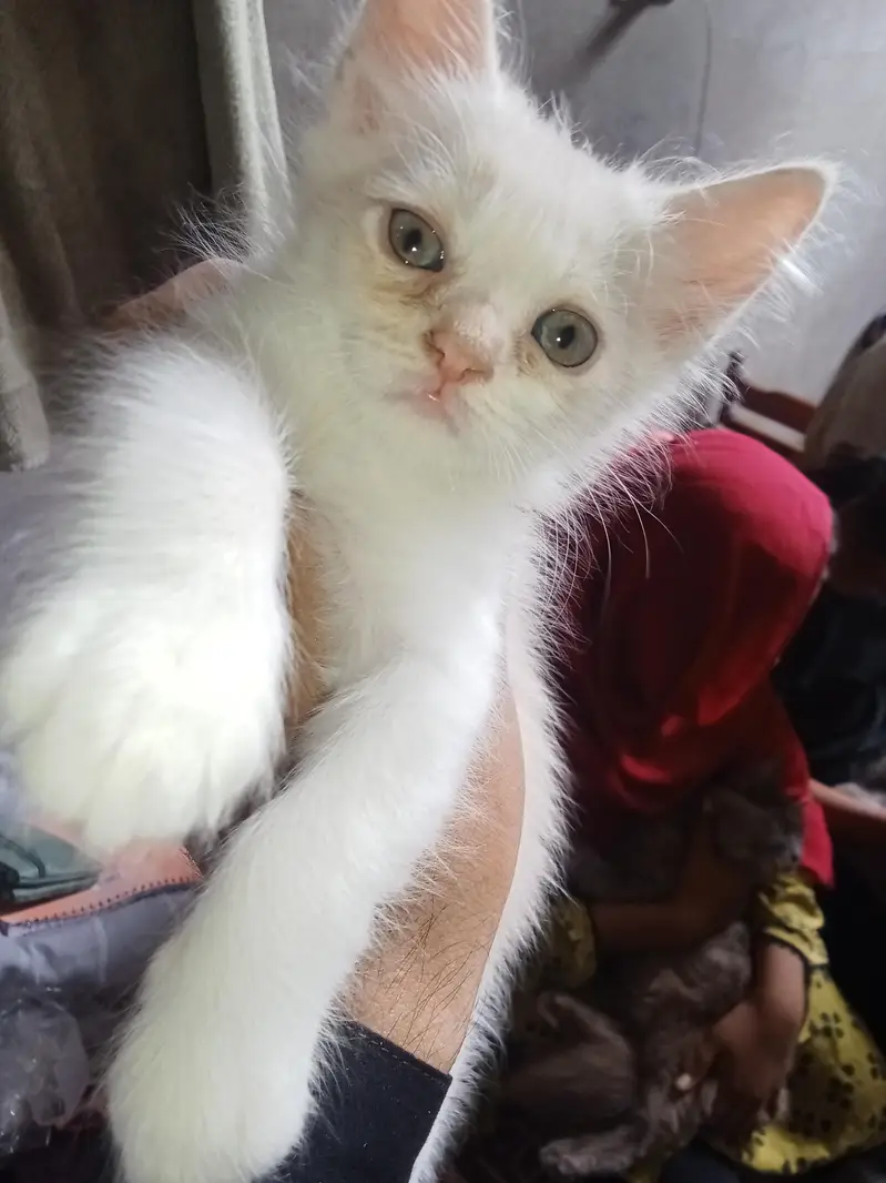 Persian kittens pair for sale — photo 4