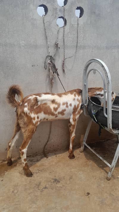4 dant fresh cross bkri