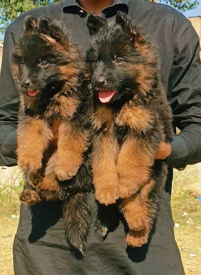 German shepherd proper long coat pair 2  month available
