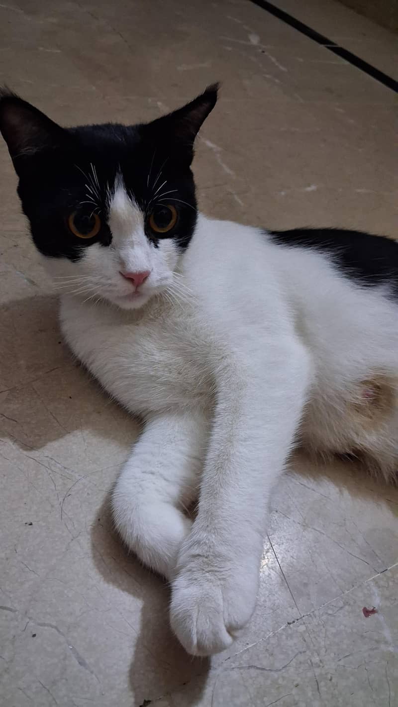Cat with Kittens 0