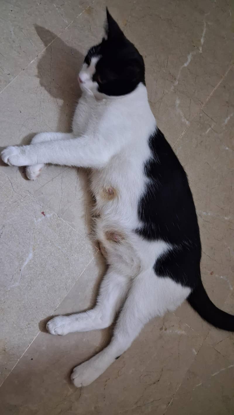 Cat with Kittens 1