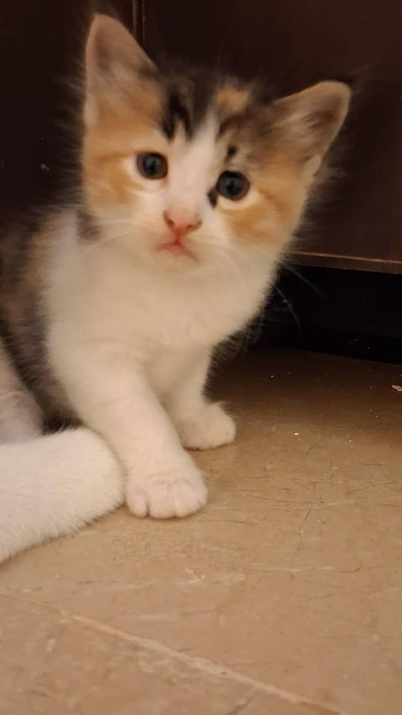Cat with Kittens 5