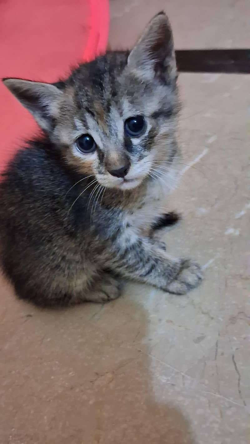 Cat with Kittens 6