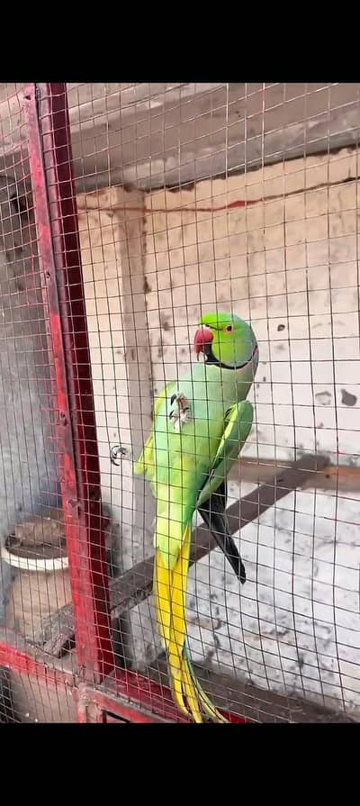 Green Talking parrot