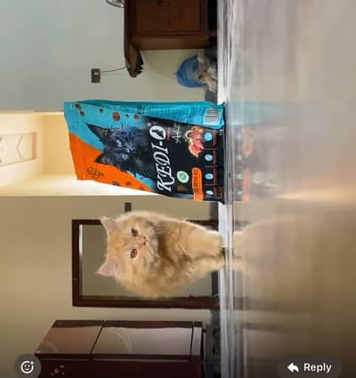 Persian cat