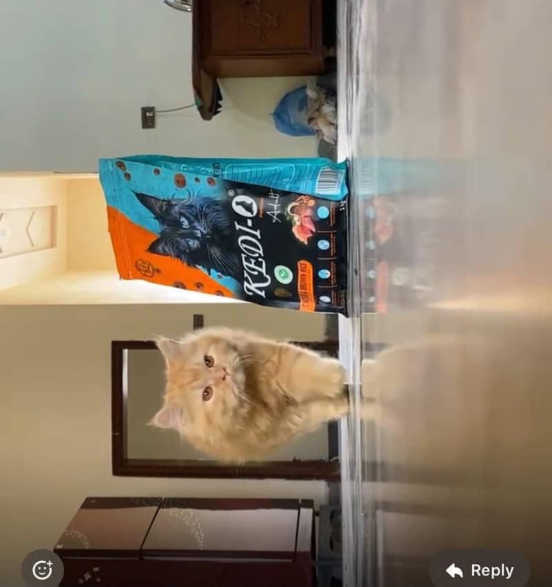 Persian cat 0