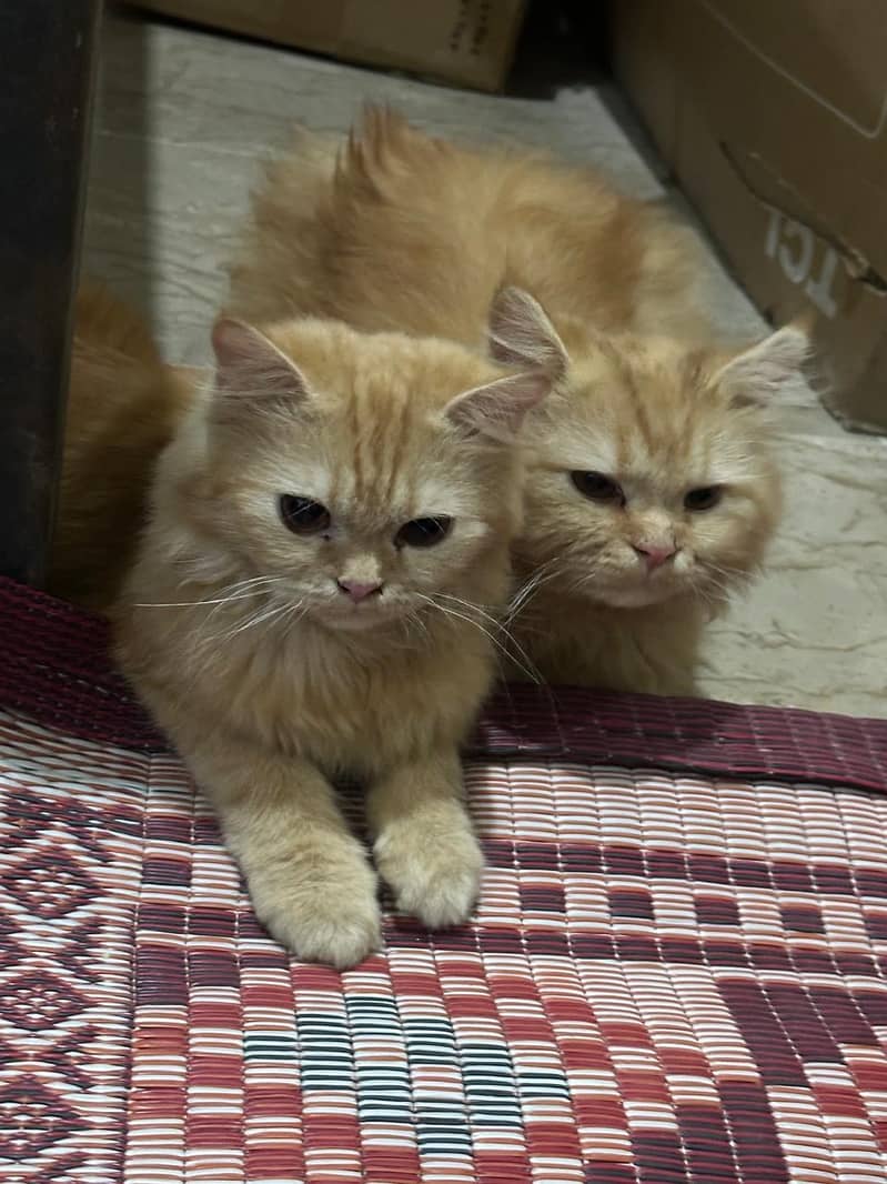 Persian cat 1