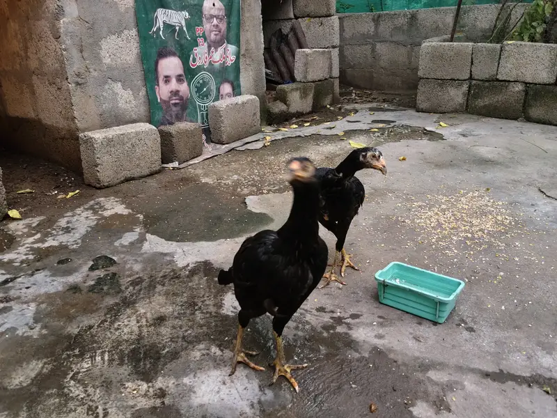 Aseel Mushki Madian — photo 6