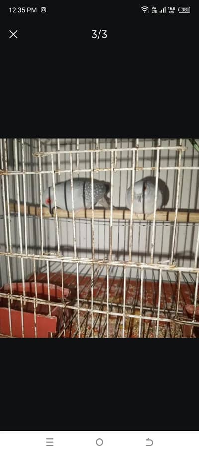 Dove Pair