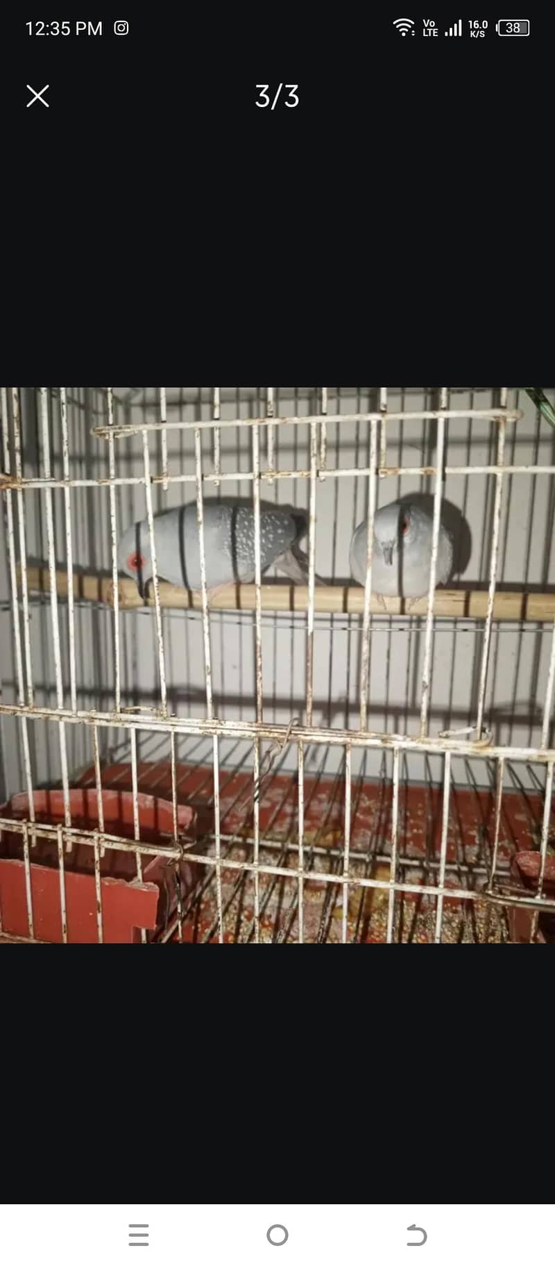 dove Pair 0