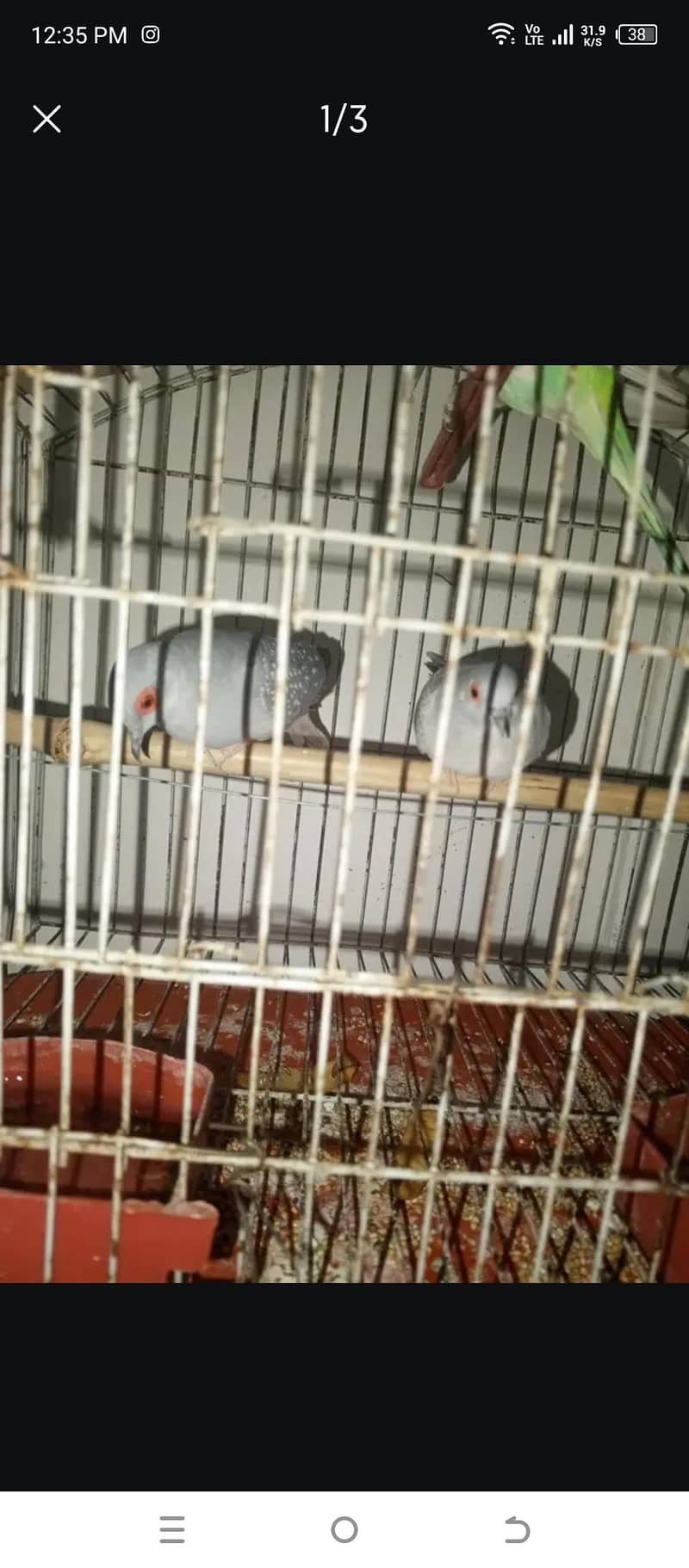 dove Pair 1