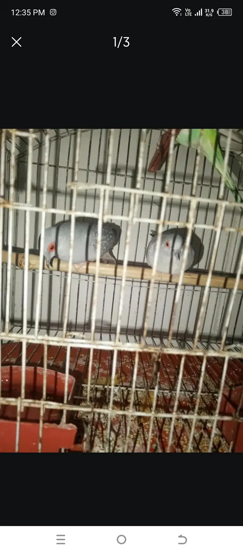 dove Pair — photo 2