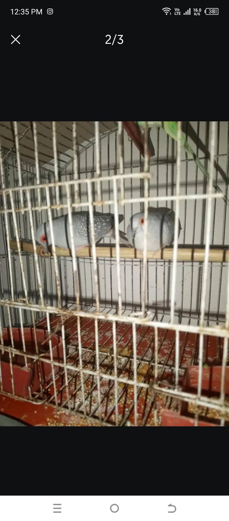 dove Pair 2