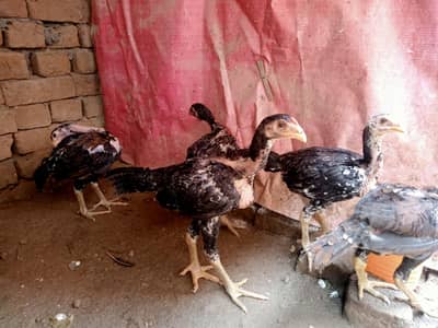 Vietnam+thie chicks