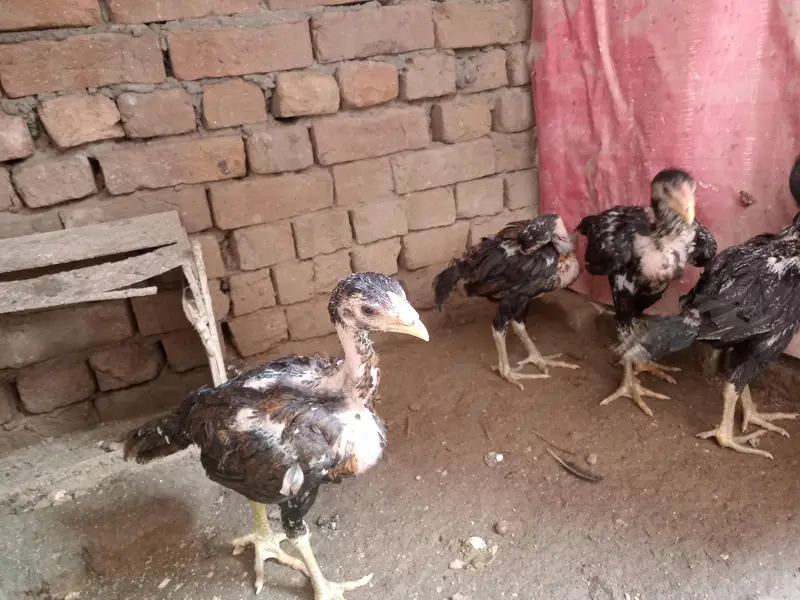 Vietnam+thie chicks — photo 2