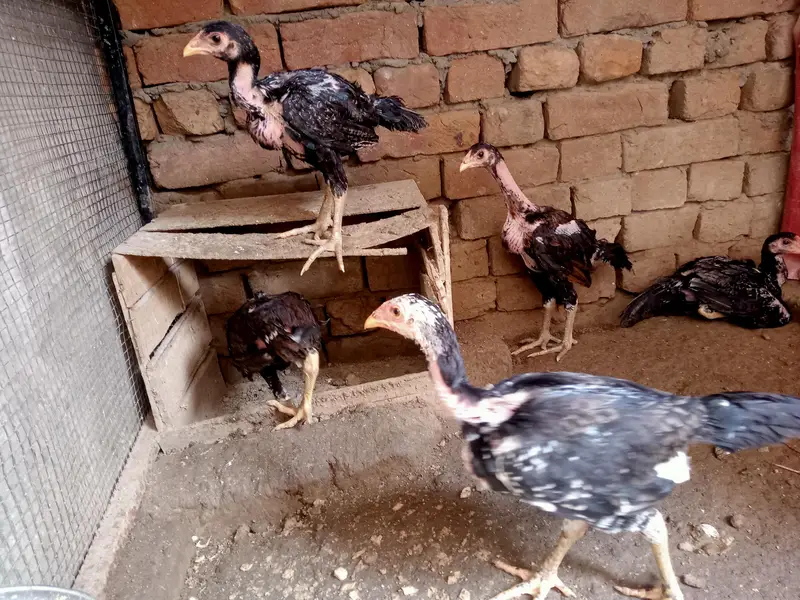 Vietnam+thie chicks — photo 3
