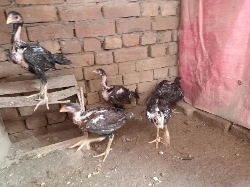 Vietnam+thie chicks — photo 4
