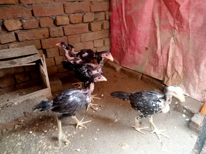 Vietnam+thie chicks — photo 5