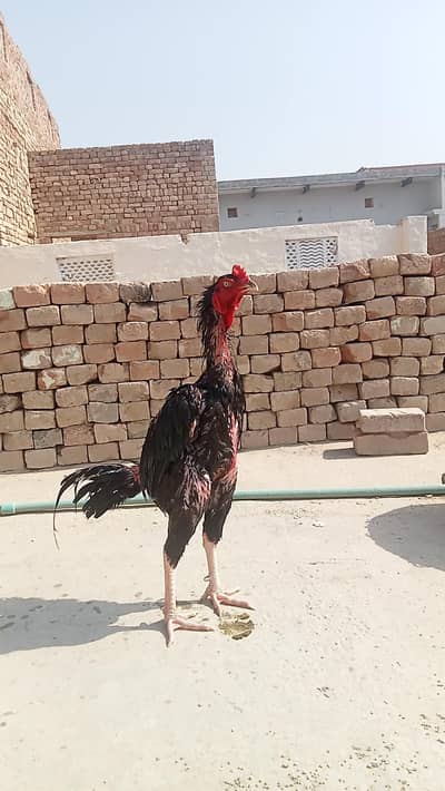 aseel Turkish hint patha