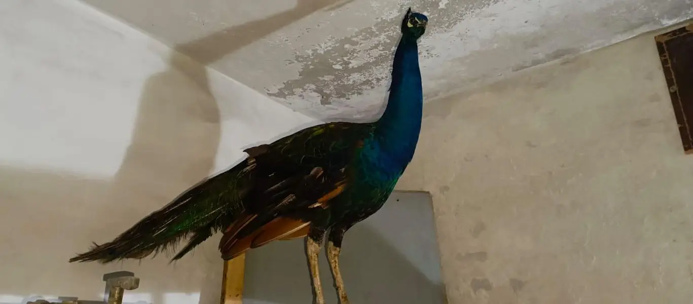 2. peacock white/ and  peacock multi color
