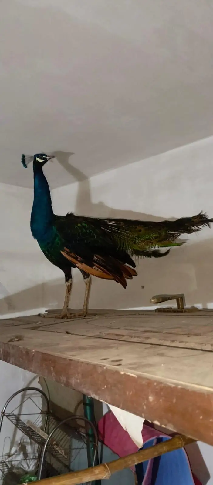 2. peacock white/ and  peacock multi color — photo 4