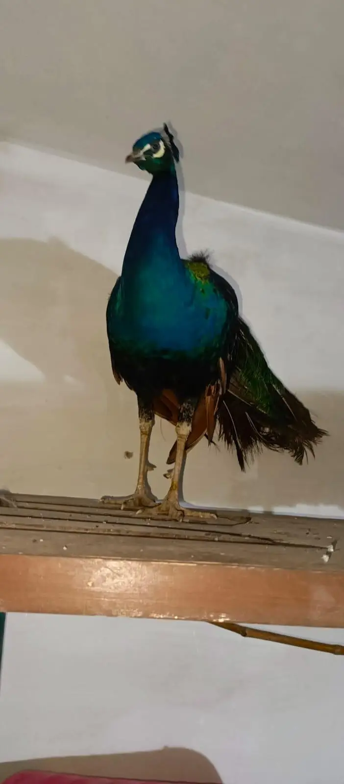 2. peacock white/ and  peacock multi color — photo 11