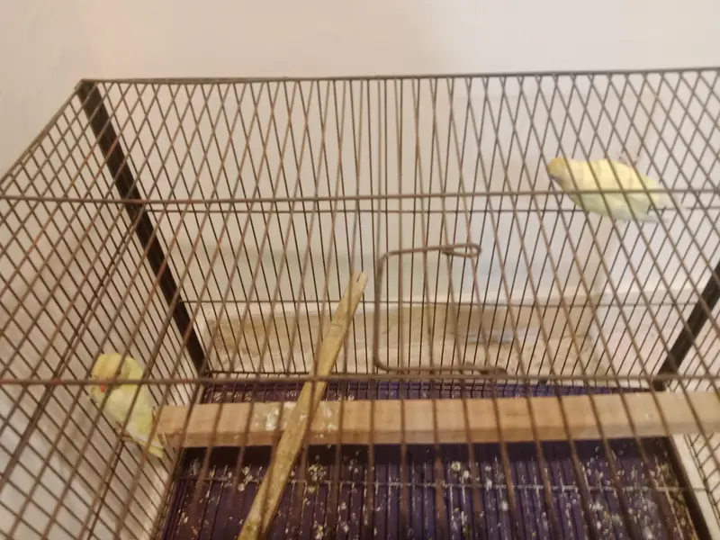 2 pairs with their complete set and 1 pair cremo love birds — photo 3