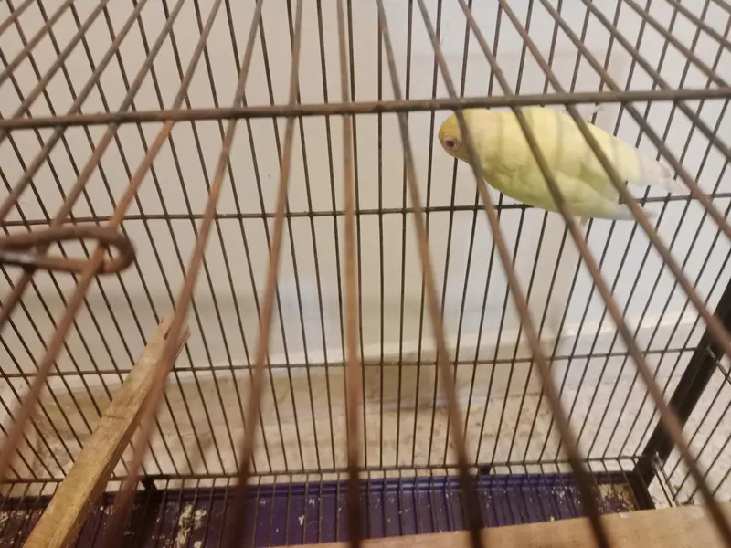 2 pairs with their complete set and 1 pair cremo love birds — photo 4