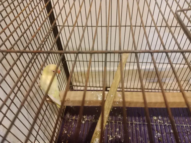 2 pairs with their complete set and 1 pair cremo love birds — photo 5