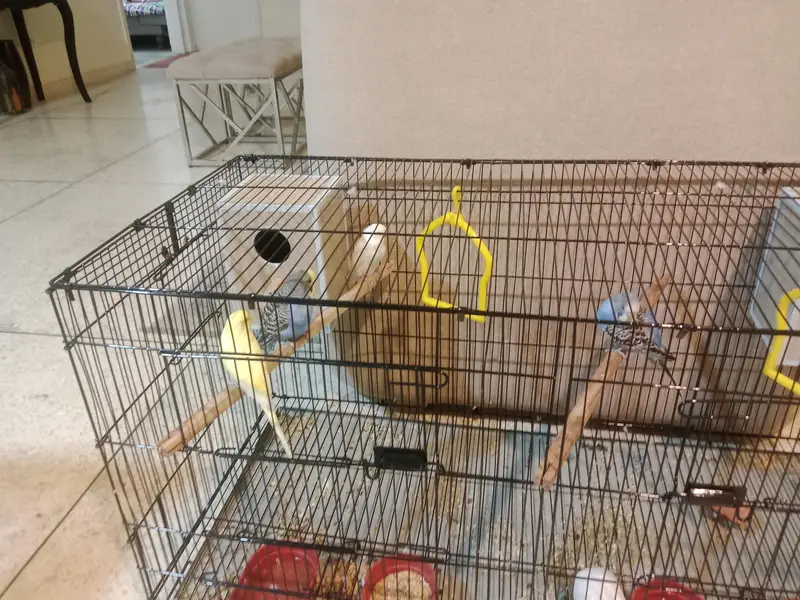 2 pairs with their complete set and 1 pair cremo love birds — photo 6