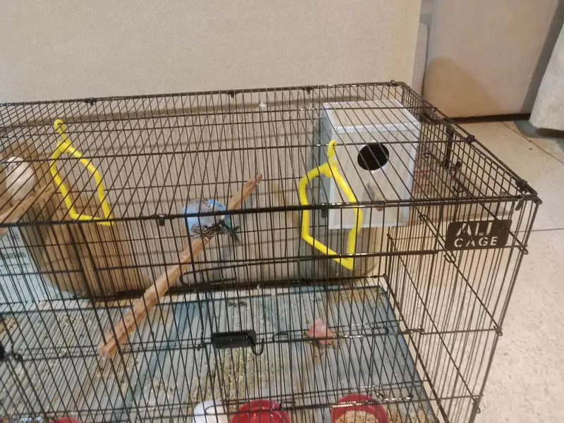 2 pairs with their complete set and 1 pair cremo love birds — photo 7