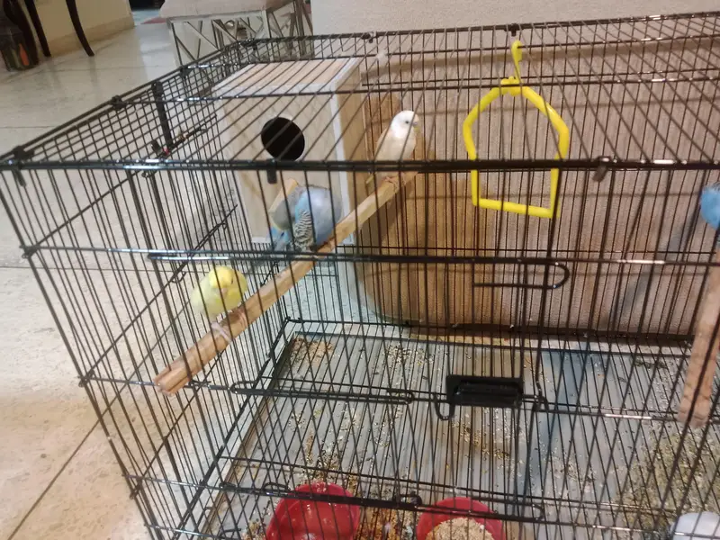2 pairs with their complete set and 1 pair cremo love birds — photo 8