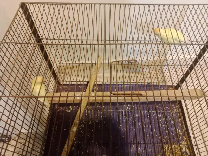 2 pairs with their complete set and 1 pair cremo love birds — photo 9