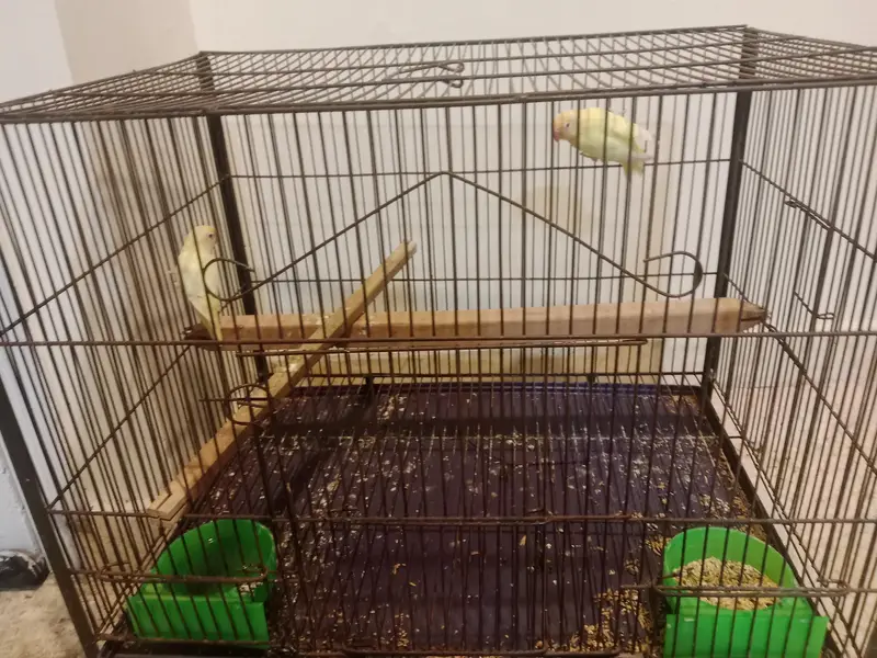 2 pairs with their complete set and 1 pair cremo love birds — photo 10