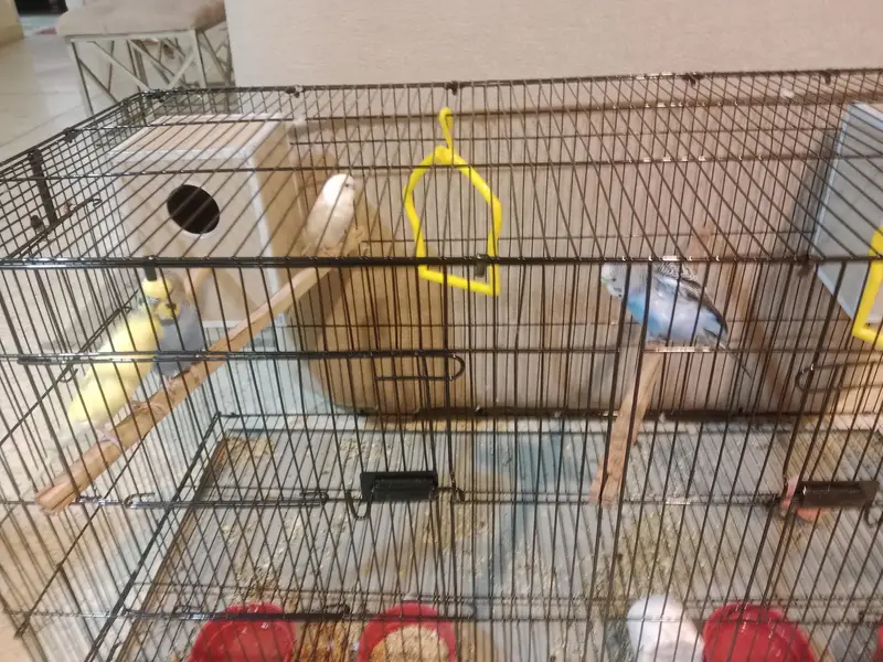 2 pairs with their complete set and 1 pair cremo love birds — photo 11