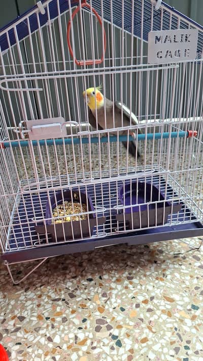Cocktail Parrot