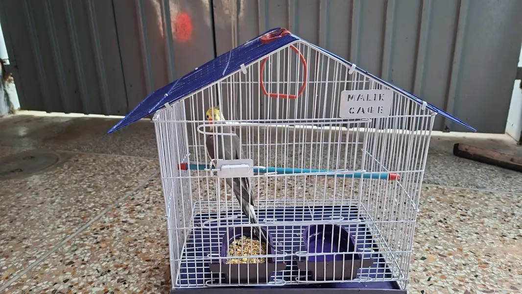 Cocktail Parrot — photo 2