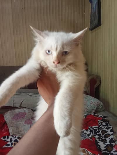 Mr tom for sell