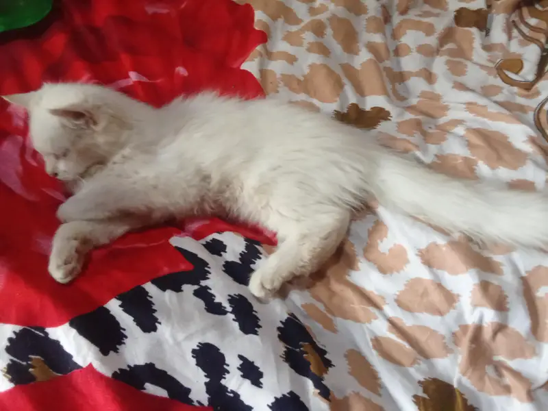 Mr tom for sell — photo 2